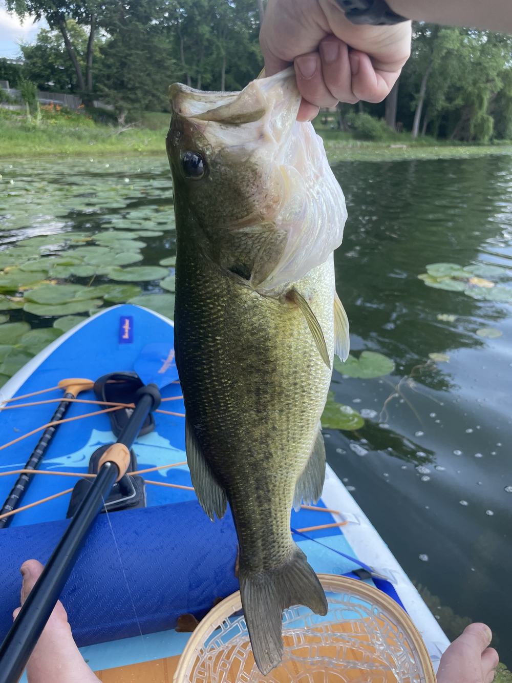 A largemouth bass held above a blue paddleboard on a lake with lily pads.