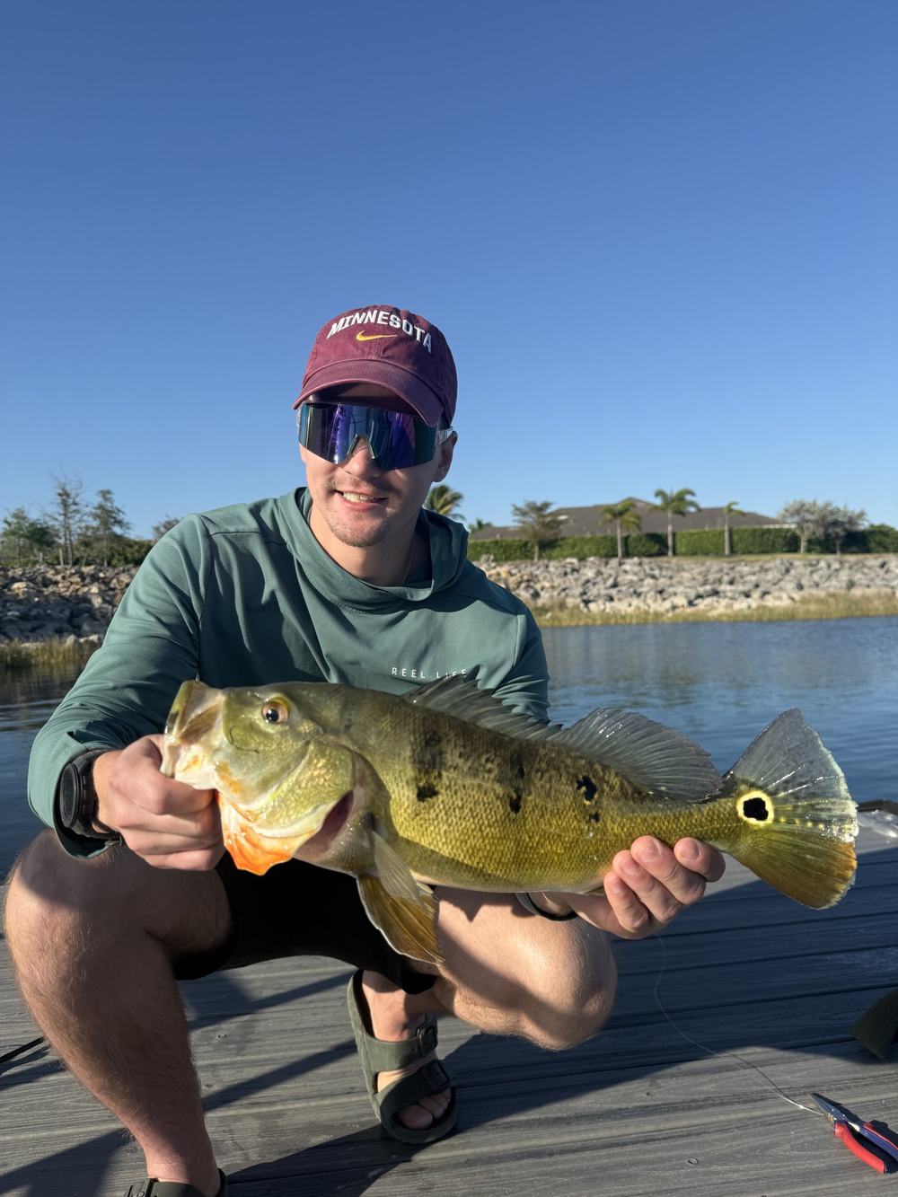 A person kneeling on a dock holds a peacock bass, with a rock shoreline and a clear sky behind.