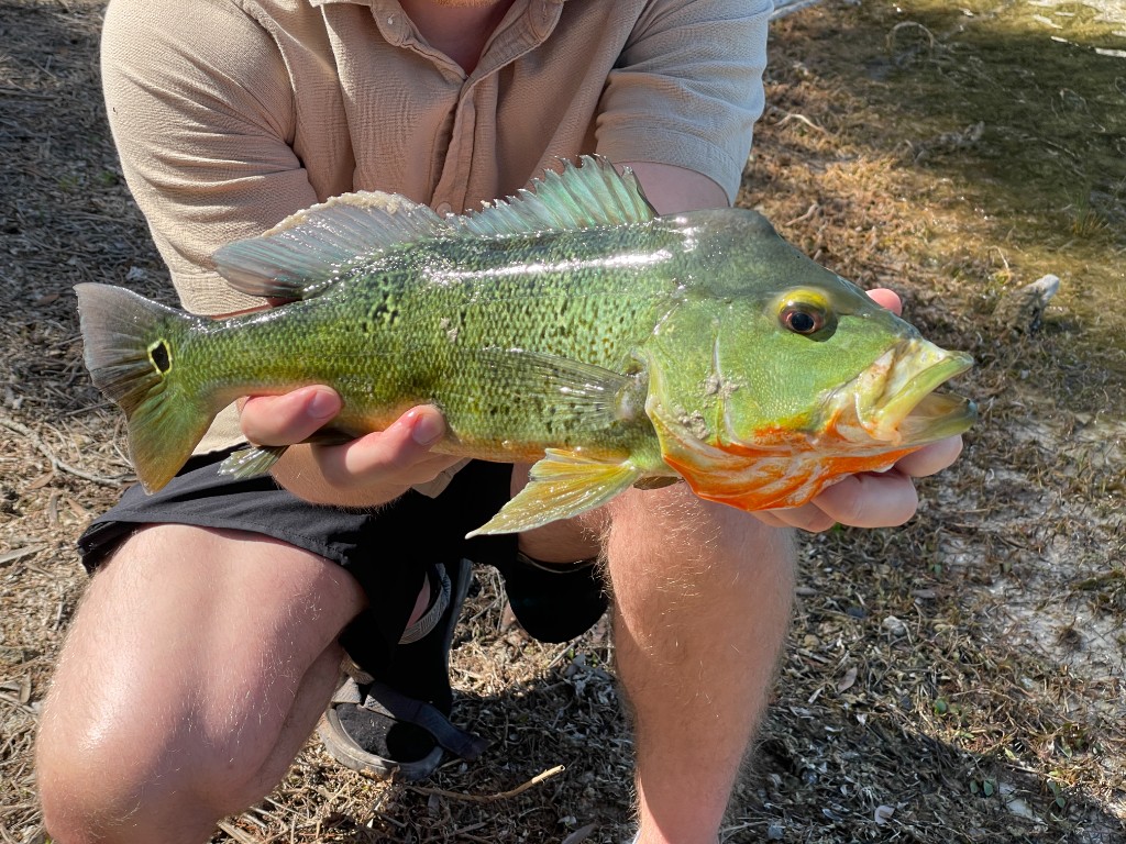 Angler holding a peacock bass outdoors
